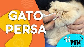 GATO PERSA CUIDADOS GENERALES  PETS FAMILY KIDS [upl. by Ali]