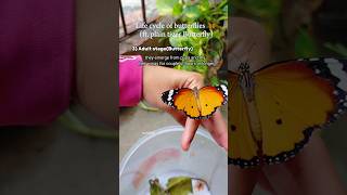 Life cycle of butterflies ll plain tiger Butterfly 🦋 [upl. by Edrahs]