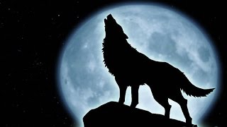 Wolf Music Instrumental  Full Moon [upl. by Leggat447]