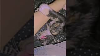 Friendly kitten 😄  viral short new [upl. by Ainimreh972]