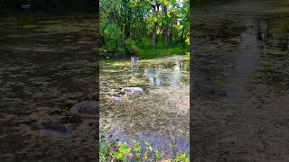 Relaxing Nitschke Mounds Park in Burnett WI [upl. by Robby]