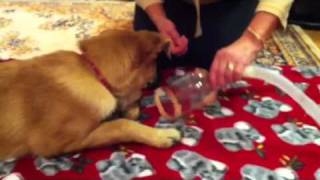 Dog nebulizer  how to start happy [upl. by Scheider198]