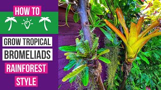 How to grow Bromeliads tropical rainforest style [upl. by Haldane]