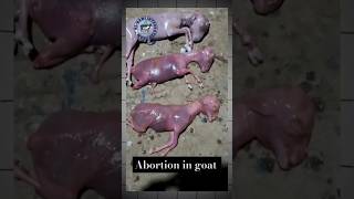 Abortion premature goat baby 😢 goat babygoats goatdelivery goattreatment goatfarming shorts [upl. by Legna]