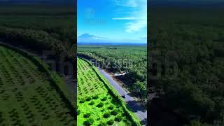 Lotes en Cuyotenango Suchitepequez Guatemala Cel 56723556 realestate [upl. by Acinoed]