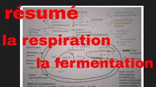 résumé de la respiration et la fermentation [upl. by Arias890]