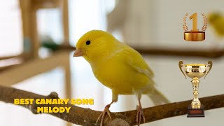 Ultimate Canary singing video from a legend  Powerful canary training song [upl. by Dnivra]