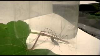 Opiliones Mating [upl. by Sherer]