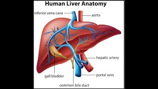 How TEST Important Liver Values Albumin ALT ALP amp AST [upl. by Gruchot]