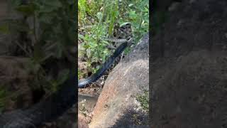 Danger snake 🐍 eating the snake 🐍  worldsnake animal snake viral fyp [upl. by Howes]