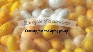 Life cycle of a silkworm  From the egg to an adult moth  Silk production Bombyx mori [upl. by Narak726]