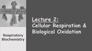 Respiratory Biochemistry  Cellular Respiration amp Biological Oxidation [upl. by Eltsyrhc]