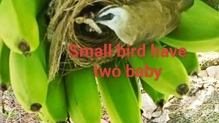 Small bird have two baby They love the baby they all so feet to baby in nest [upl. by Ekard]