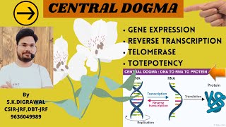 CENTRAL DOGMA  GENE EXPRESSION  REVERSE TRANSCRIPTION  TELOMERASE [upl. by Ettie]