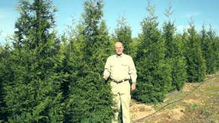 Green Giant Arborvitae Evergreen Trees [upl. by Fiertz]