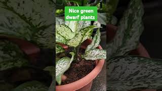 PLANTITA collection  habibi subscribe plantsmakepeoplehappy plantitasandplantitos youtubers [upl. by Ardeed]