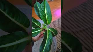 Диффенбахия Грин Леди 🌿 diffenbachia plants garden flowers urbanjungle urbanplants [upl. by Aikenat]