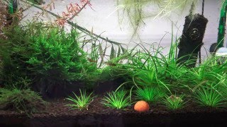 ADA 60P  Eriocaulon Planted Tank  2016 January  Erio Japan Shiga 4K [upl. by Siekram]