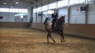 Akhalteke stallion ShumerShael  dressage training [upl. by Ardnuahc]