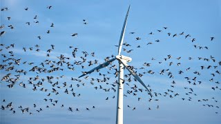 Dramatic Wind Turbine vs Birds Compilation [upl. by Notwen393]