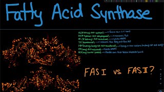 Fatty Acid Synthase  Biochemistry [upl. by Darian]