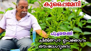 kuppaimeni Medicinal uses amp Health benefitsകുപ്പൈമേനിപൂച്ചമയക്കി വിശേഷങ്ങളുമായി ഗോപു കൊടുങ്ങല്ലൂർ [upl. by Bridgid]