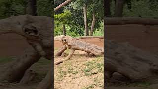 Hamadryas Baboon  Sri Chamarajendra Zoological Gardens Mysore Zoo wildlife nature animallover [upl. by Sauer]