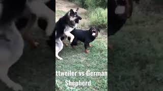 Rottweiler contre berger allemand [upl. by Hamian]