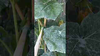 Monitoring the butter squash The white powder is Surround WP Kaolin Clay sprayed on the leaves [upl. by Frayne940]