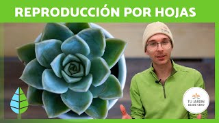 Cómo REPRODUCIR SUCULENTAS por HOJA 🌵✅  Propagación Paso a Paso [upl. by Marquis]