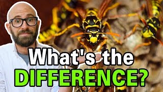 What is the Difference Between Bees Wasps and Hornets [upl. by Ayikin641]