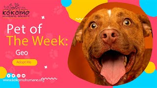 Pet of the Week  Geo [upl. by Seroka]