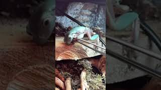 Dumpy sandfire Treefrog slowmo [upl. by Yajiv]