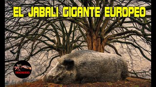 Este es el jabalí mas grande del mundo – JABALI GIGANTE EUROPEO [upl. by Sutelc]