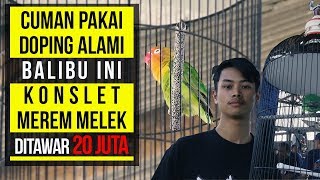 CUMAN PAKAI DOPING ALAMI  BALIBU INI KONSLET MEREM MELEK DITAWAR 20JUTA [upl. by Spiro179]