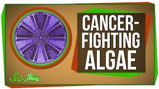 Genetically Engineered CancerFighting Algae [upl. by Mcclenon]