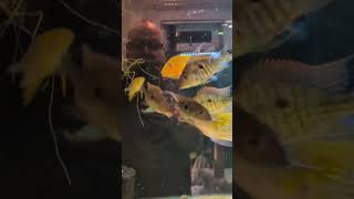 Feeding Live Bloodworm to my Fish shorts [upl. by Neisa]