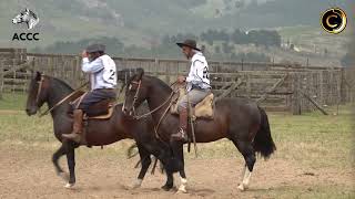 Credenciadora Mixta Cabaña Santa Ana  Prueba de Campo 2 Machos [upl. by Raoul]