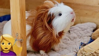 Guinea Pig Gets a Haircut [upl. by Roinuj]