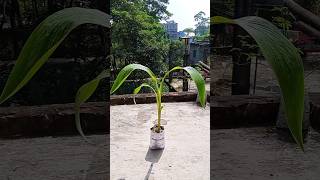 How to propagate Canna Lily plant🌱🌱 Gardening tips☘️ Youtube shorts 🌿Israts Garden 🌿🌿 [upl. by Valida]