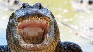 Alligator eats Python 06 Time Lapse Speed x1 [upl. by Chavez470]