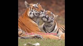 Wildlife Photographer  shortvideo youtubeshorts photography short javedakhtar couple love [upl. by Kristie]