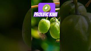 Selffertile kiwis Prolific vs Issai kiwi growyourownfood foodforest garden plants [upl. by Reis]