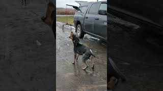 Aggressive sound Baying Bluetick Coonhound Mable is just super excited [upl. by Ratep]