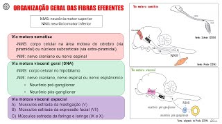 Aula 5 Vias eferentes [upl. by Esilec148]