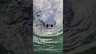 👀👍that’s a manatee💦😊manatee nature florida [upl. by Bennink]