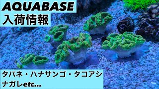 【入荷情報】横浜にあるサンゴ専門店 AQUABASE インドネシア便 ご来店お待ちしております！ [upl. by Nnarual]