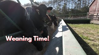 How well do the calves transition to yard life [upl. by Eikciv]