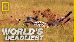 Lions vs Zebra  Worlds Deadliest [upl. by Aehsila]