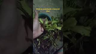 Chicórias amarelando e morrendo dica plantas coentro cebolinha horta [upl. by Ailalue]